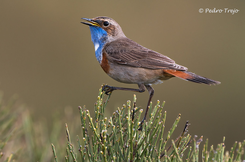 Pechiazul (Luscinia svecica)